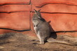 Mały kangur na tle czerwonego płotu 