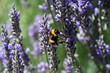 Bumblebee pollinating Lavender plants. Macrophotography.