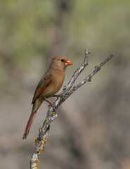 Wall Mural - Sunlit Female Northern Cardinal Perched on a Dry Branch with Lichen