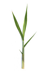 Wall Mural - Sugar cane leaves on white background.