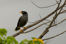 Crested Myna Perching In A Tree In Taipei