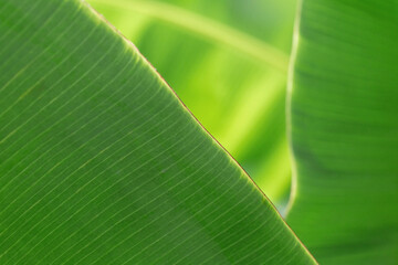 blackground of green banana leaves