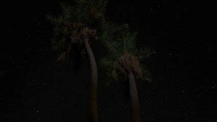 Poster - night moving timelapse - two trees and stars moving on the background