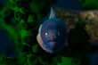 A juvenile moray eels looks at camera