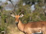 Fototapeta Sawanna - An Impala in the bush at Kruger National Park, South Africa. 