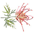 © Olena - Single blooming branch of Grevillea flower. Grevillea banksii. Exotic red blossom. Isolated vector illustration.