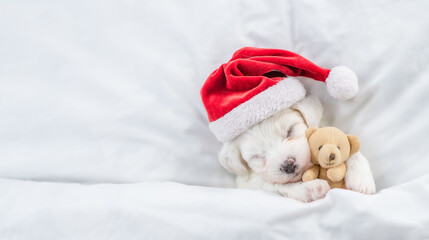 Poster - Tiny Bichon Frise puppy wearing red santa hat sleeps with toy bear under white blanket at home. Top down view. Empty space for text