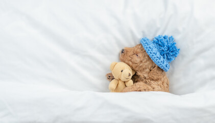 Poster - Tiny Poodle puppy wearing warm hat sleeps under  white blanket on a bed at home and hugs favorite toy bear. Top down view. Empty space for text