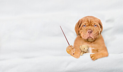 Aufkleber - Unhappy Mastiff puppy lying under white blanket on a bed at home with favorite toy bear and points away on empty space. Top down view. Empty space for text