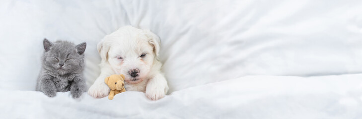 Poster - Tiny Bichon Frise puppy and tiny kitten sleeps under  white blanket on a bed at home. Top down view. Empty space for text