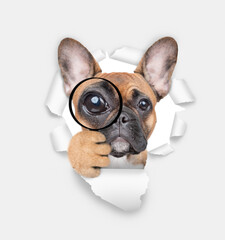 Aufkleber - French bulldog puppy looks thru a magnifying lens looks through a hole in white paper
