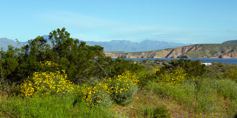 Wall Mural - Super bloom and high water in spring 2023 along the scenic drive at Theodore Roosevelt Lake