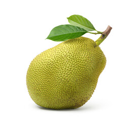 Wall Mural - Large jackfruit with leaves  isolated on white background. Clipping path.