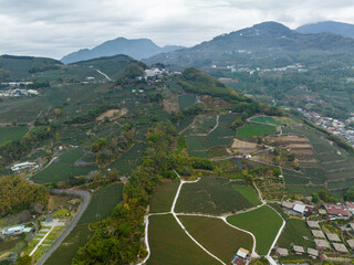 Poster - Drone fly over the tea field on mountain in Nantou of Taiwan