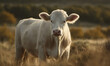 © Bartek - photo of Charolais, breed of cattle,  in its natural habitat. Generative AI