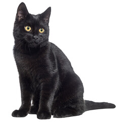Poster - Sitting Black cat looking away, isolated on white