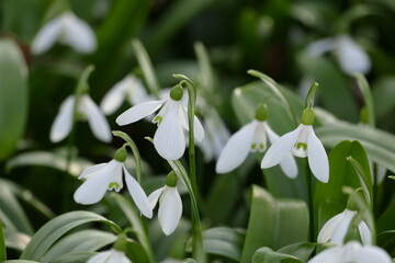 Wall Mural - Schneeglöckchen (galanthus) in einer Gruppenanpflanzung, teilweise mit Fokus auf die einzelne Blüte.