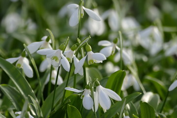 Wall Mural - Schneeglöckchen (galanthus) in einer Gruppenanpflanzung, teilweise mit Fokus auf die einzelne Blüte.