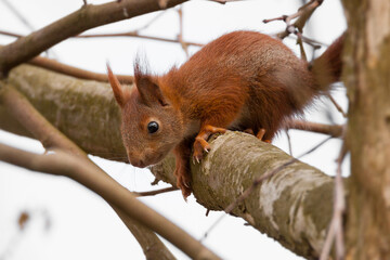 young common red squirrel, sciurus vulgaris