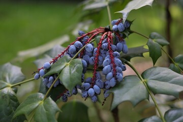 Sticker - a blue berry bunch hanging on the branches of a bush