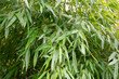 Bamboos, Bambusa, detail on leaves
