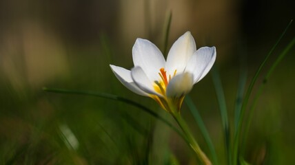 Poster - Beautiful shot of a white crocus grown in the garden in spring