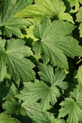 Wall Mural - Vertical shot of green leaves of a plant in the forest