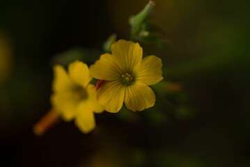 Wall Mural - Close-up shot of yellow Creeping woodsorrel flowers in the garden