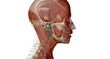 © cramedical - Lymph nodes of the head, neck and arm