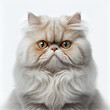 Adult Persian cat portrait isolated on white background. Generative AI.