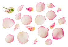 Pink Flower Petals Floral Collection Isolated On Transparent White Background