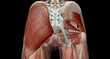 © cramedical - The hip is the joint between the hip, thigh, and pelvis bones.