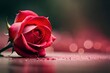 A red rose on the ground symbolizes love