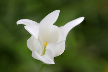Wall Mural - Neat and clean white colored Tulip flowerhead. Macro close-up photograph.