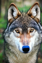  Wolf, generated by artificial intelligence