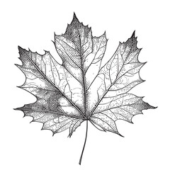 maple leaf plant hand drawn sketch illustration in doodle style