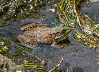 Sticker - Green Frog