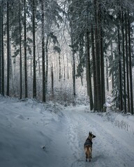 Canvas Print - Belgian Shepherd dog walking on snowy trails in the forest with icy trees in the winter