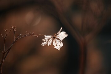 Sticker - Vibrant maple leaf on a plant on a sunny day