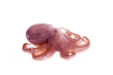 Poster - Octopus on a white background