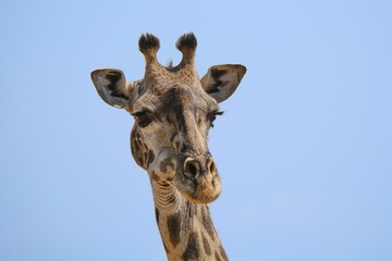 Poster - giraffe portrait with long eyelashes