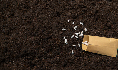 Canvas Print - Sow bean seeds in the garden. Selective focus.