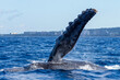 Humpback whale pectoral fin