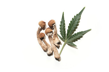 Some dried psilocybin mushrooms Psilocybe Cubensis (Golden Teacher) with a marijuana leaf on a white background. Isolated