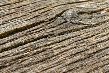 Canvas Print - Wooden texture background brown grain pattern surface