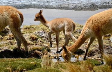 Poster - Group of guanacos walking on the grass with a stream flowing in Atacama Desert Chile