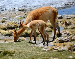 Canvas Print - Group of guanacos walking on the grass with a stream flowing in Atacama Desert Chile