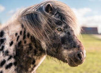 Closeup of a shetland pony in a field under the sunlight