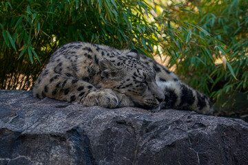 Canvas Print - Portrait of a snow leopard, Panthera uncia while sleeping on a rock