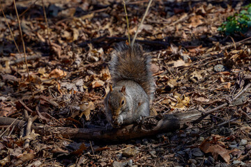 Wall Mural - squirell of central park nyc